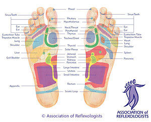 Reflexology. footplantar